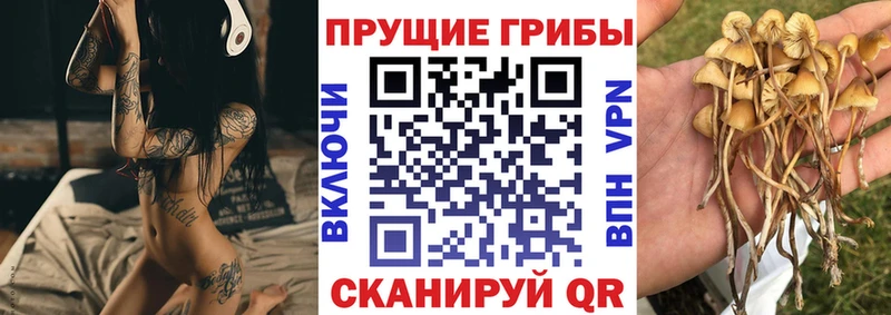 Галлюциногенные грибы Psilocybine cubensis купить наркотик дарк нет какой сайт Давлеканово